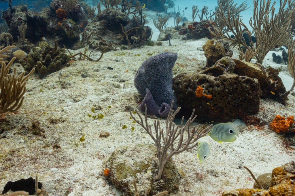 Along the Reef