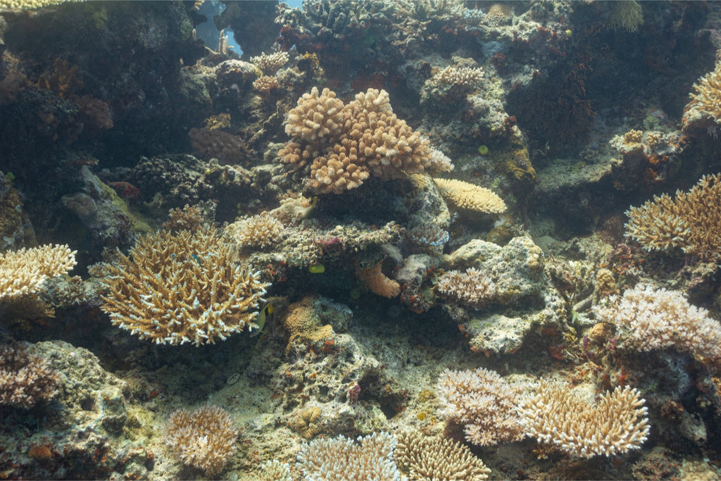 Coral Garden