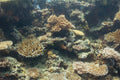 Coral Garden