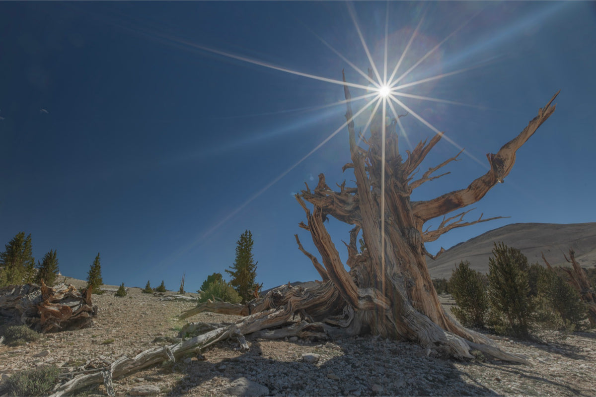 Crowned by the Sun