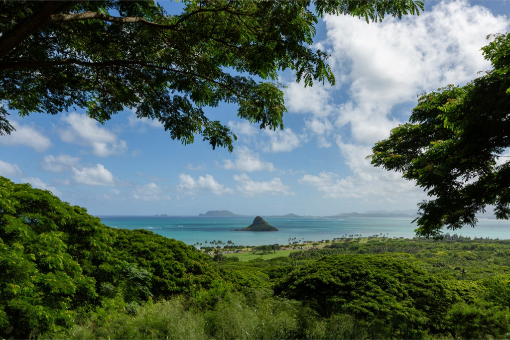 Framed by Paradise