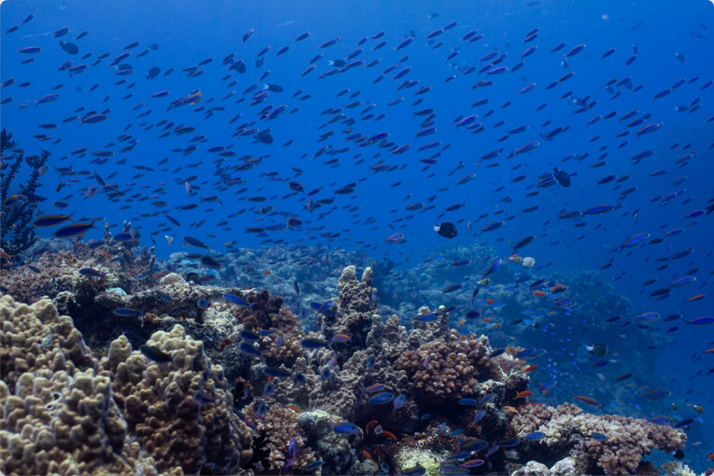 Reef in Motion