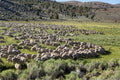 The Quiet Multitude