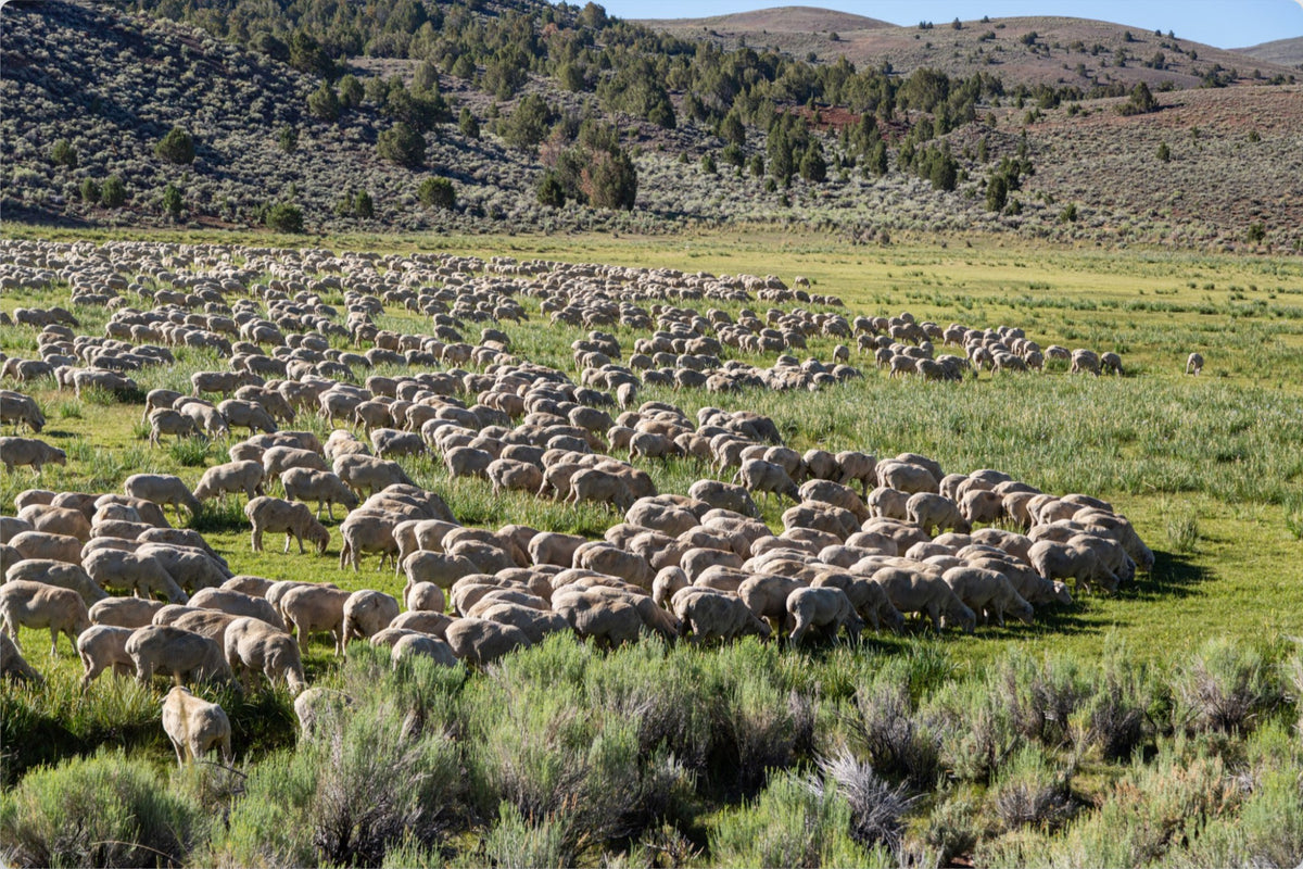 The Quiet Multitude
