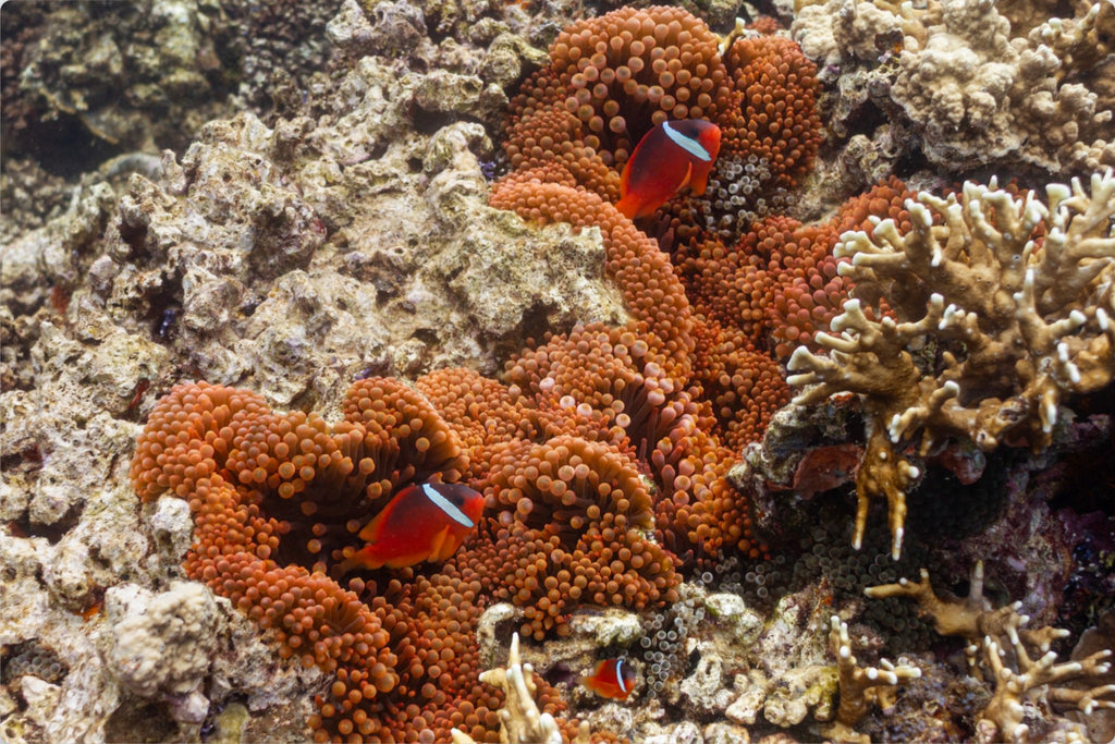 Reef Companions