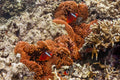 Reef Companions
